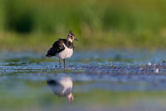 Vanellus vanellus. A Northern lapwing in the nature. A peewit looks for food in the mud at the edge of the pond