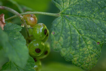 Fototapeta premium Macro close-up of a green currant berry and a leaf.