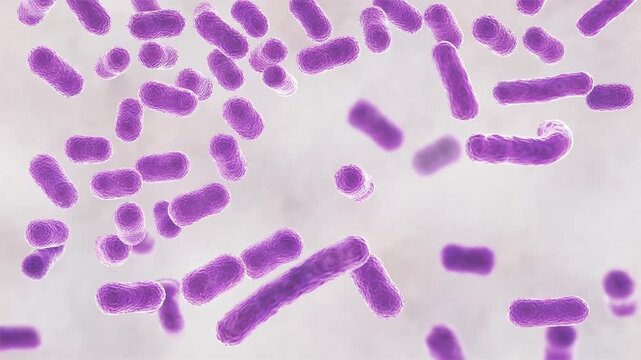 Acinetobacter baumannii bacterium, 3D animation showing coccobacillary morphology with smooth outer membrane surface and subtle cellular texture.