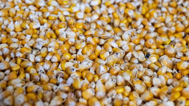Close-up view of golden corn kernels forming a natural textured background with warm yellow tones and detailed grain surface
