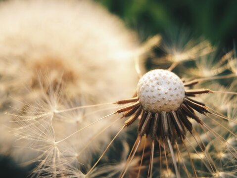 Detailed macro of a dandelion receptacle and remaining seeds 