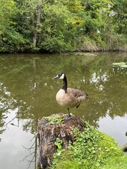 Beautiful Canada goose swimming in a park lake © Jelizaveta
