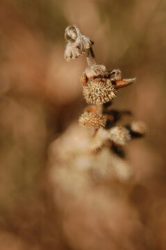 Withered plant cluster showcasing intricate textured burrs against a soft brown backdrop
