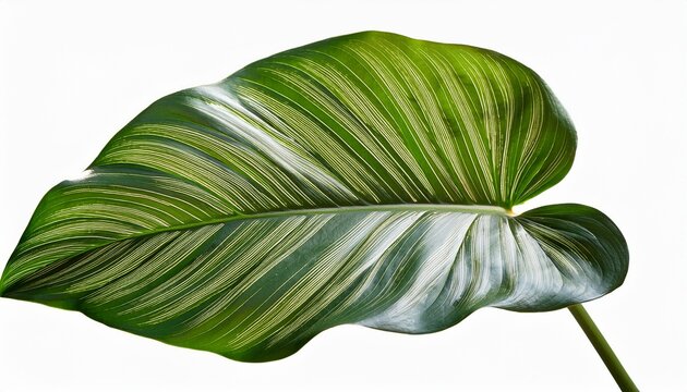 Monstera Variegata Plant Single Leaf Isolated Philodendron
