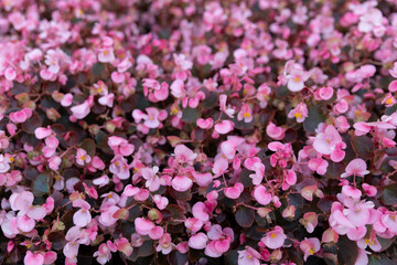 Obraz premium Dense pink begonia flowers and dark foliage forming an abstract floral background and natural botanical texture. Soft focus creates a delicate decorative pattern.