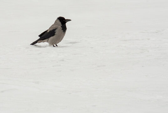 Lone bird footprints trailing across untouched winter snow