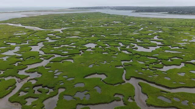 A maze of channels meander through an extensive salt marsh in Pleasant Bay, Cape Cod. Marshes provide critical habitat for many birds, fish, and marine invertebrates to feed, mate, and nest.
