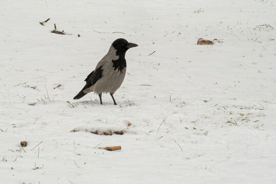 Wild hooded crow with black head and gray body standing in a snowy park meadow
