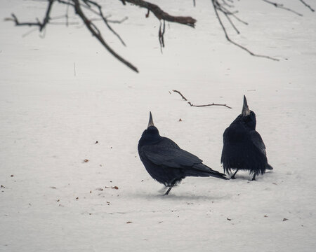 Winter scene featuring two hooded crows resting upon pristine snow covered terrain 