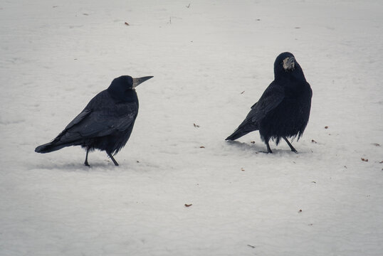 Wild hooded crows exploring tranquil snowy forest during a cold winter day 