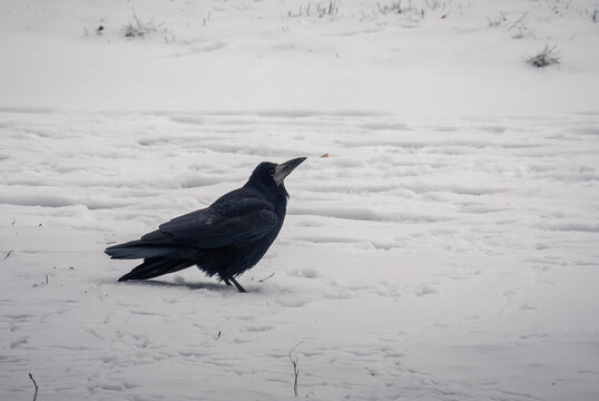 Black corvid bird foraging on a white winter landscape 