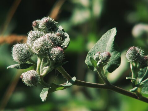 Close-up of thorny plant burrs showcasing intricate natural texture and detail