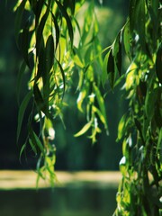 Golden sunlight illuminating weeping willow tree leaves in a quiet summer park  © Дмитро Ганжеєв