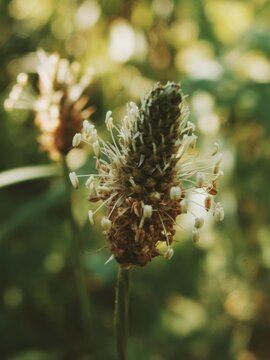 Delicate white stamens radiate from a cone-shaped wildflower spike 