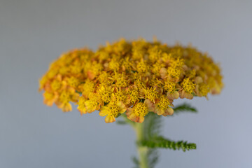 Beautiful decorative yellow yarrow flower. © lapis2380