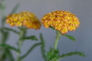 Beautiful decorative yellow yarrow flower. © lapis2380