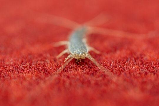 Close-up of a small silverfish insect on a red carpet.