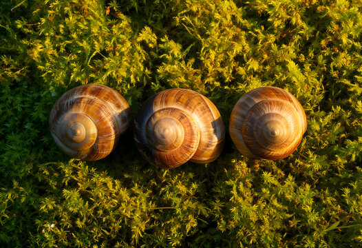 Three brown snail shells with spiral patterns resting on vibrant green moss in natural sunlight