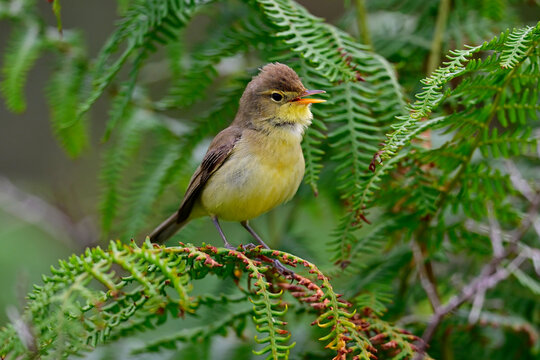 Orpheussp&ouml;tter // Melodious warbler (Hippolais polyglotta) 
