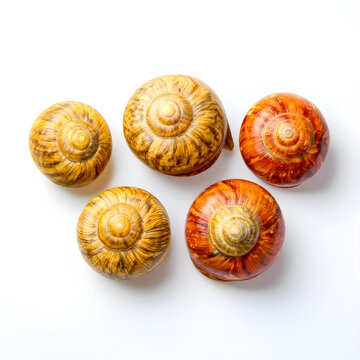 Five colorful snail shells with spiral patterns, natural beauty and mollusk biology, isolated on a clean white background