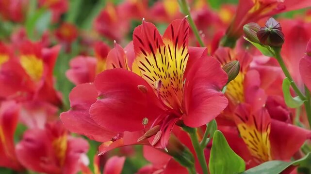 Alstroemeria 'Red Beauty' a summer flowering plant with a red and yellow summertime flower commonly known as Peruvian Lily, gardening stock video footage clip
