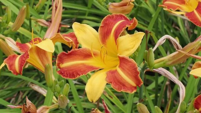 Hemerocallis 'Frans Hals' a spring summer flowering plant with a red and yellow springtime flower commonly known as daylily, gardening stock video footage clip