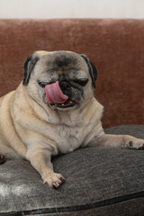 Obraz premium Senior Pug Dog Lying on a Couch Close-up Portrait