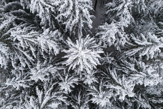 Aerial view of snow-covered pine trees in a dense coniferous forest in Weststeiermark, Angenofen, Steiermark, Austria.