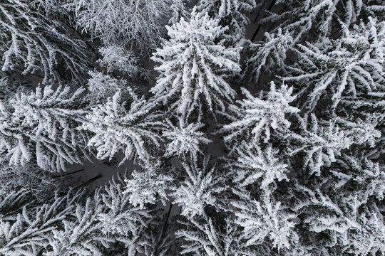 Aerial view of Weststeiermark forest covered in thick white snow with dense coniferous trees in Angenofen, Steiermark, Austria.