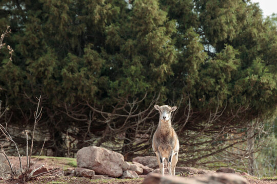 Mouflon wild sheep standing on rocky ground looking at camera
