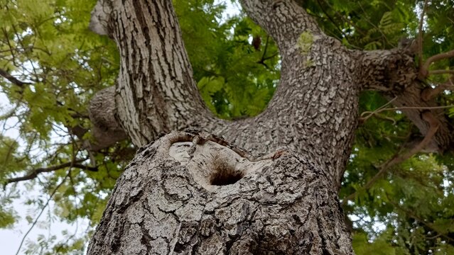 Looking up at a large branching tree trunk featuring a central dark hollow hole against bright sky and fresh green foliage