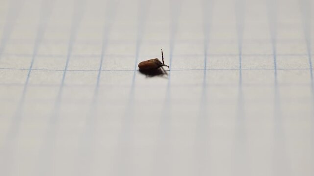 Tiny wood tick on lined paper, a dangerous parasite carrying diseases like Lyme