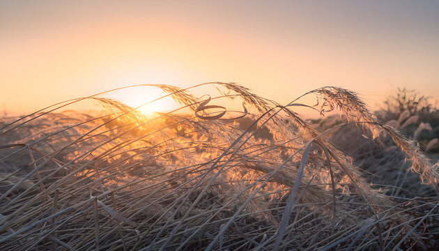 Golden sunset light shining through dry wild grass in a serene meadow field.