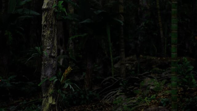 Mosscovered trunk in dense rainforest night, closeup textured bark and lichen lit by subtle beam damp undergrowth and ferns surround shadowed canopy, conveying