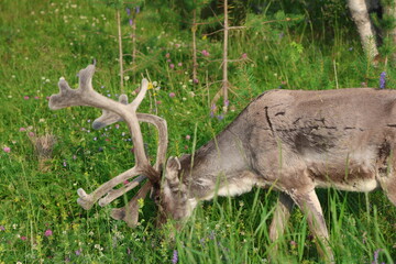 European reindeer standing in a grassy field in Inari, Finland. The image shows a semi-wild reindeer in a natural northern landscape with green vegetation and a calm Arctic environment. © Adam