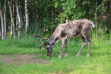 European reindeer standing in a grassy field in Inari, Finland. The image shows a semi-wild reindeer in a natural northern landscape with green vegetation and a calm Arctic environment. © Adam