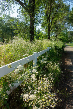 Soft sunlight falls on a white picket fence covered in Queen Anne&rsquo;s Lace in Glastonbury, Connecticut, a quaint New England town.