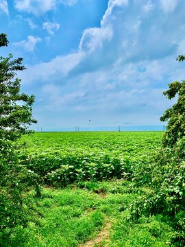 Extenso campo de cultivo verde enmarcado por &aacute;rboles silvestres bajo un cielo azul con nubes