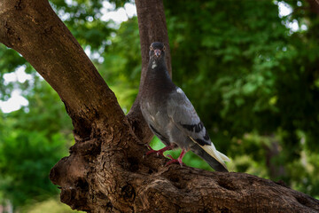 Rock pigeon perched on a thick tree branch with lush green leaves background © Snaider_Godoy