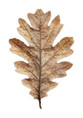 Fototapeta premium PNG Dried oak leaf isolated on transparent background with natural texture