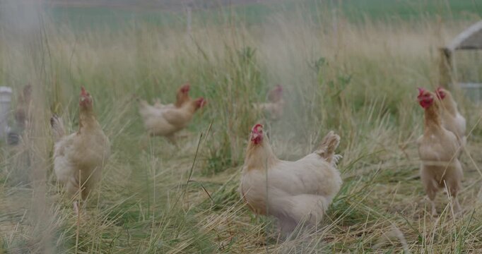 Chickens on a ranch in Wyoming