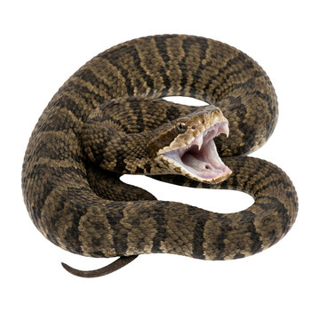 Coiled aggressive cottonmouth snake with its mouth wide open showing fangs isolated on transparent background