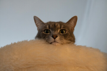 cute cat peeking over a soft fluffy blanket © DasNeinHorn
