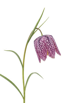 Single purple checkered fritillaria snake's head flower on stem isolated on transparent background