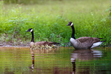 canada goose family on a pond © Nancy