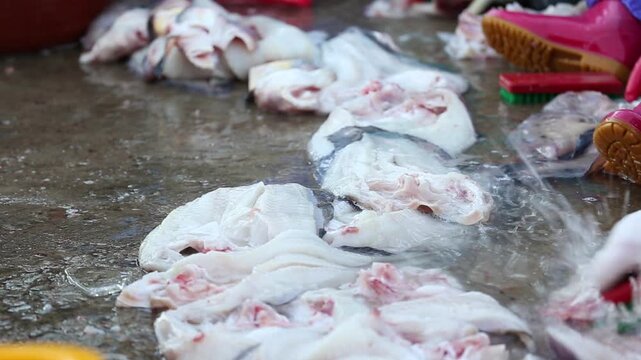 Korea Tongyeong Chudo island dried snailfish drying ocean coast seafood marine product 통영 추도 섬마을 물메기 미역어 꼼치 물곰 물텀벙 물잠뱅이 어업 통발 고기잡이 생선손질 말리기 건어물 덕장 해풍 건조 바닷가 어촌 수산물 반건조 생선 수산업 식재료