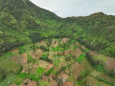 Aerial view of Tambi tea plantation with lush green terraced agricultural fields and mountain slopes in Kejajar, Central Java, Indonesia.