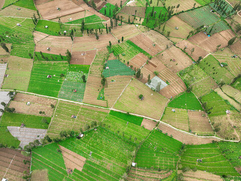 Aerial view of the lush green agricultural fields and tea plantations of Tambi with terraced plots and small farm structures in Kejajar, Central Java, Indonesia.