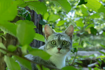 Curious grey tabby cat looking directly into the camera from green bushes. © Oksana
