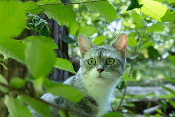  Alert grey tabby cat looking up curiously while sitting in lush green bushes. © Oksana
